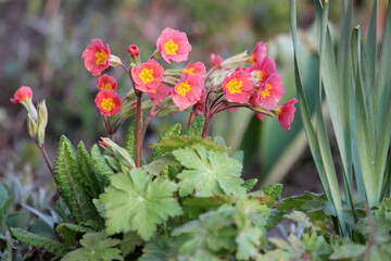 Pink flowers of Cowslip primros (Primula veris) in garden. April, Belarus