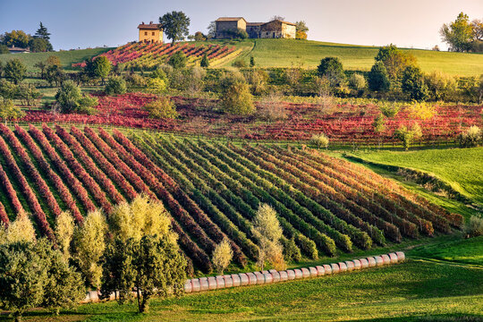 Autumn countryside landscape with a hill full of colored vineyards and a small house on top, Castelvetro di Modena, Emilia Romagna