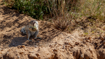 Ground squirrel feeding on a gemsbok cucumber