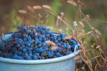 Bucket of grapes during the picking in the vineyard