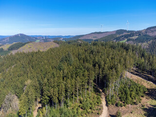 detail view of the black forest south germany