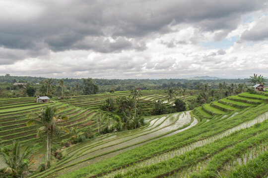 Flooded rice terraces of Jatiluwih on a cloudy day, Bali, Indonesia Stock  Photo | Adobe Stock