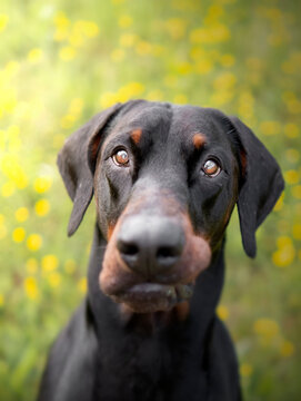 Dobermann Dog In A Field Of Yellow Flowers