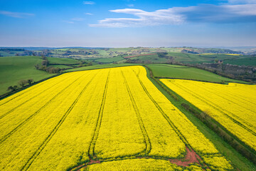Panorama over Farmlands and Rapeseed fields from a drone, Devon, England