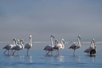 African birds.  Flock of pink african flamingos  walking around the blue lagoon on the background of bright sky on a sunny day.