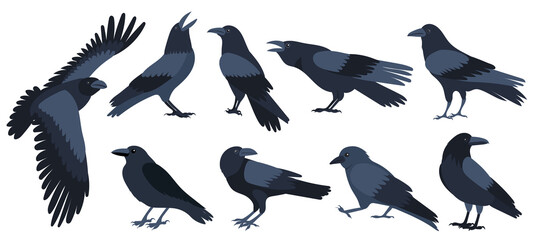 crow set flat design , isolated on white background, vector