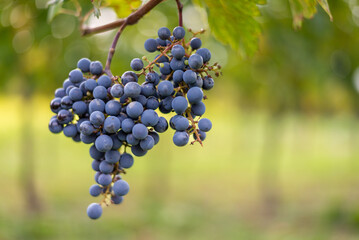 Blue vine grapes in the vineyard. Cabernet Franc grapes for making red wine in the harvesting.