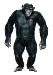 Obraz premium 3D Rendering Chimpanzee on White