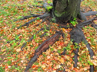 雨に濡れる桜の木の根元と常盤木落ち葉