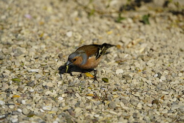Common chaffinch male (Fringilla coelebs) Fringillidae family. Hanover, Germany.