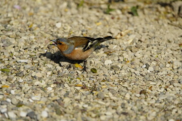 Common chaffinch male (Fringilla coelebs) Fringillidae family. Hanover, Germany.