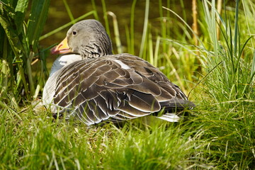 Greylag Goose breeding (Anser anser) Anatidae family. Hanover, Berggarten, Germany