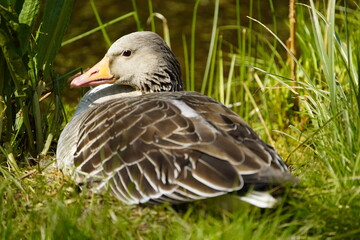 Greylag Goose breeding (Anser anser) Anatidae family. Hanover, Berggarten, Germany