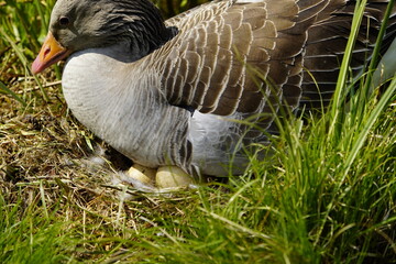 Greylag Goose breeding (Anser anser) Anatidae family. Hanover, Berggarten, Germany