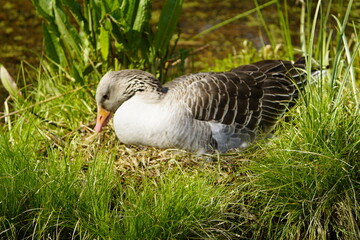 Greylag Goose breeding (Anser anser) Anatidae family. Hanover, Berggarten, Germany