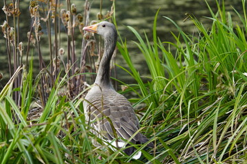 Greylag Goose (Anser anser) Anatidae family. Hanover, Germany