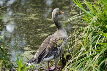 Greylag Goose (Anser anser) Anatidae family. Hanover, Germany