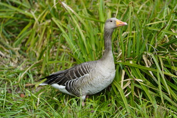 Greylag Goose (Anser anser) Anatidae family. Hanover, Germany