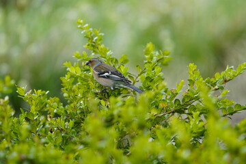 Common chaffinch male (Fringilla coelebs) Fringillidae family. Hanover, Germany.