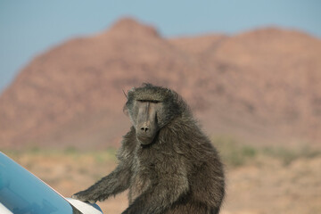 Wild african animal. A Large Male Baboon sitting  on the car hood on a sunny day
