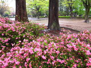 躑躅咲く雨の公園風景
