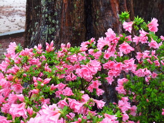 躑躅咲く雨の公園風景