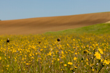 Fototapeta premium colline dell'Umbria,Italia