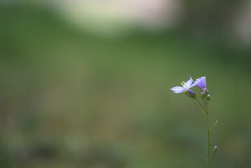 Fleur de Cardamine des prés (Cardamine pratensis) avec flou d’arrière-plan doux - Jura - France