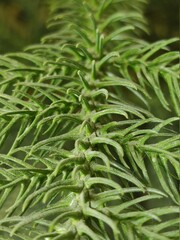 close up of a needles