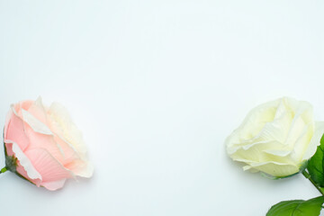 Pink and white rose petals on white background, copy space