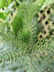 close up of pine needles