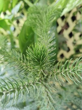 close up of pine needles
