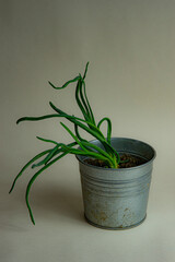 onion planted in a metal can, white background