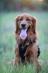 golden retriever puppy