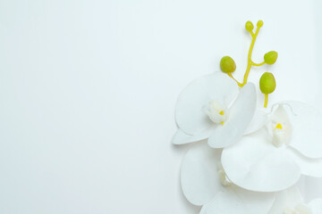 
A white orchid flower is isolated on white background. top view, flat lay, copy space. Banner
