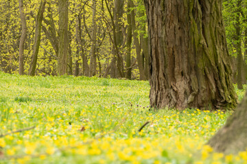 Obraz premium spring meadow with yellow flowers