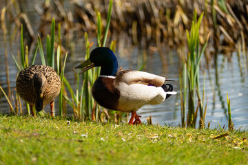 ducks walking on the edge of the pond