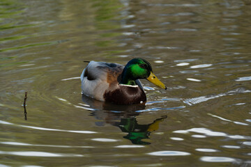 duck swimming in a pond