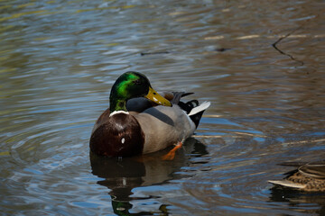 ducks swimming in a pond