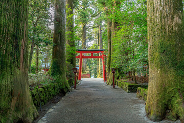 初春の箱根神社　神奈川県箱根町　Hakone Shrine in early spring. Kanagawa-ken Hakone town.