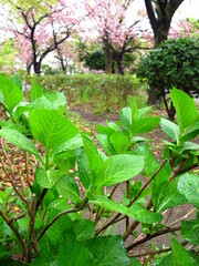 雨に濡れる春の公園の紫陽花の若葉