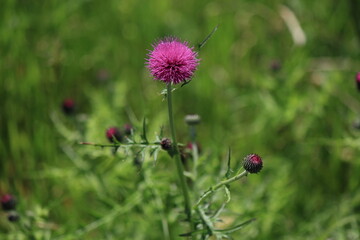 道端の野草、アザミの花、綺麗な色です。