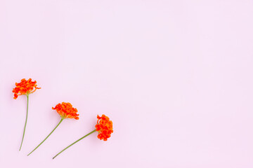 Lantana camara flowers on pink background