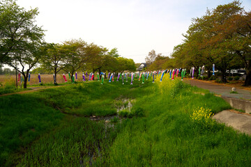 ２０２２年の鯉のぼりと川の風景