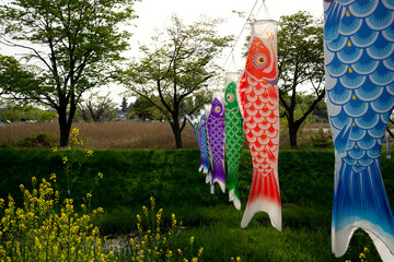 ２０２２年の鯉のぼりと川の風景