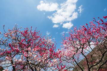 日本一の桃源郷 赤白ピンクの3色の花が咲き誇る圧巻な花桃