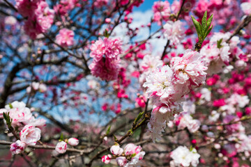 日本一の桃源郷 赤白ピンクの3色の花が咲き誇る圧巻な花桃