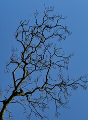 Branchages d'hiver sur fond  de ciel bleu.