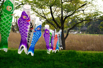 ２０２２年の鯉のぼりと川の風景