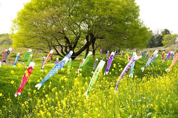 ２０２２年の鯉のぼりと川の風景